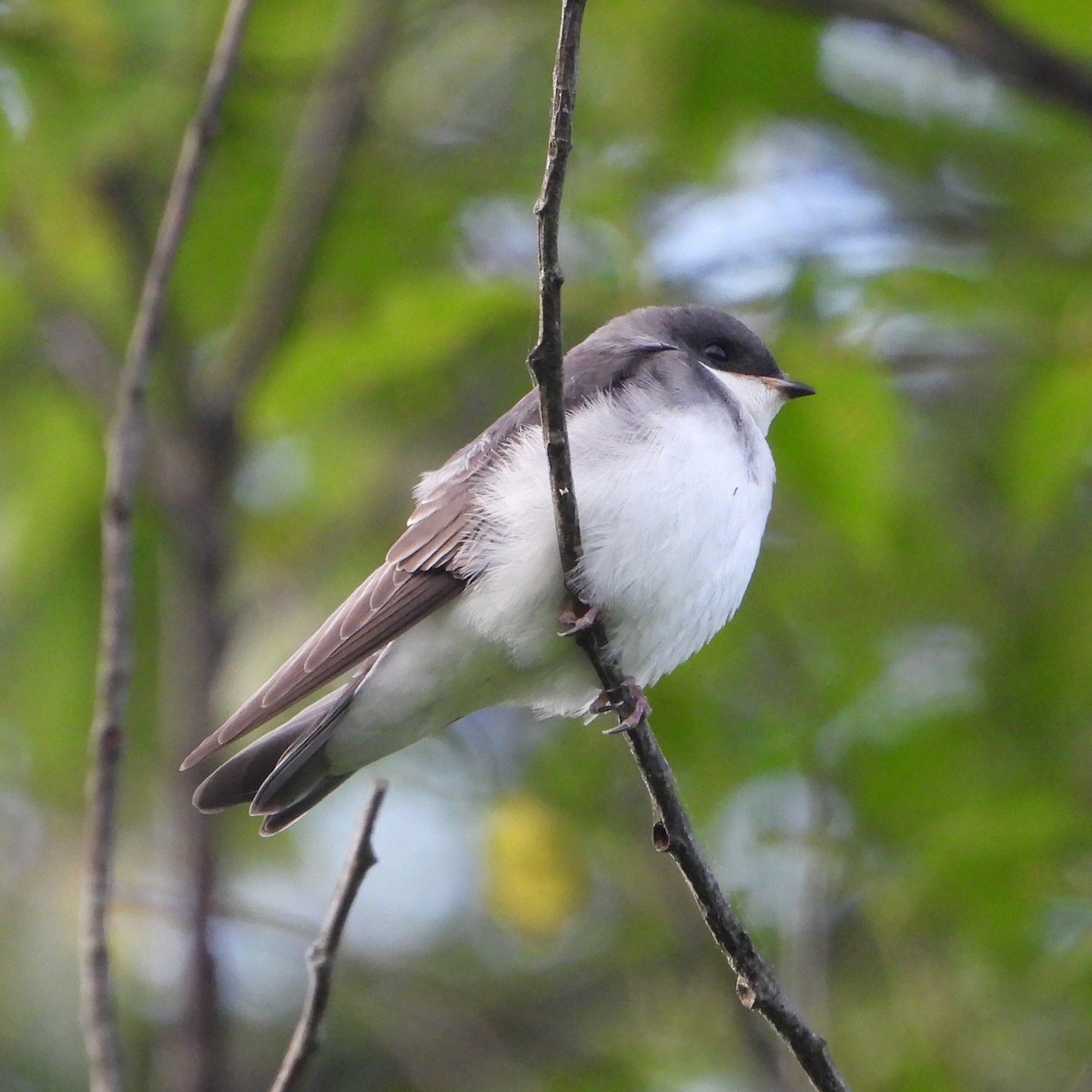 Tree Swallow - ML638276489
