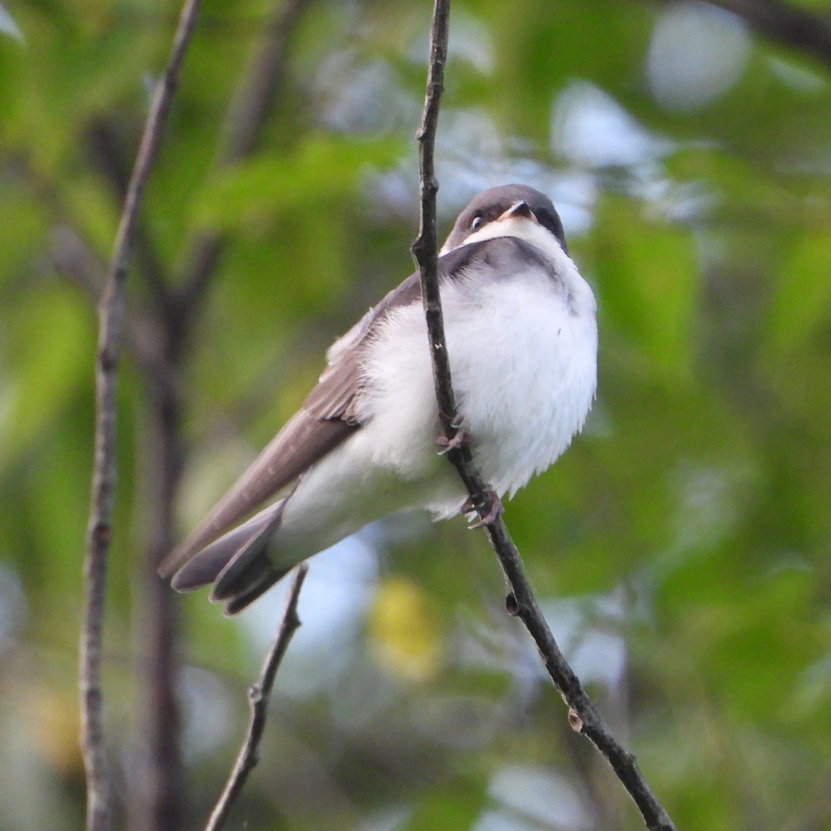 Tree Swallow - ML638276490