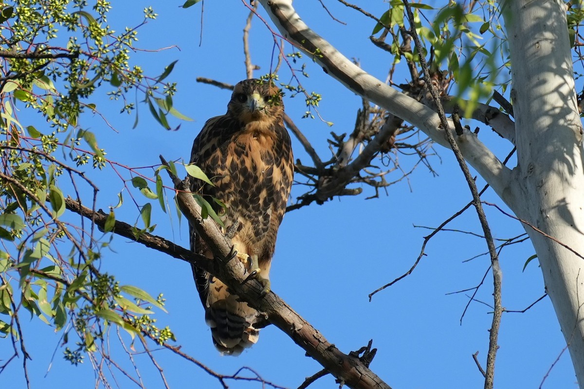Harris's Hawk - ML638276507