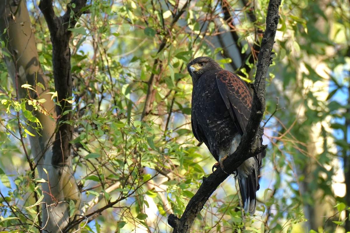Harris's Hawk - ML638276508