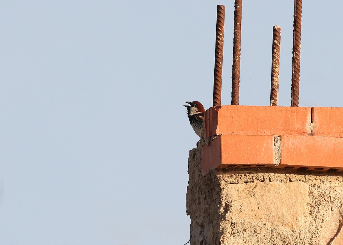 Spanish Sparrow - ML638276552