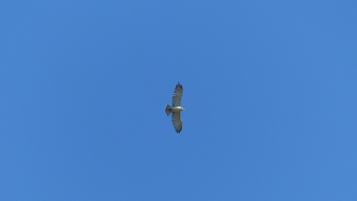 Short-toed Snake-Eagle - ML638276591