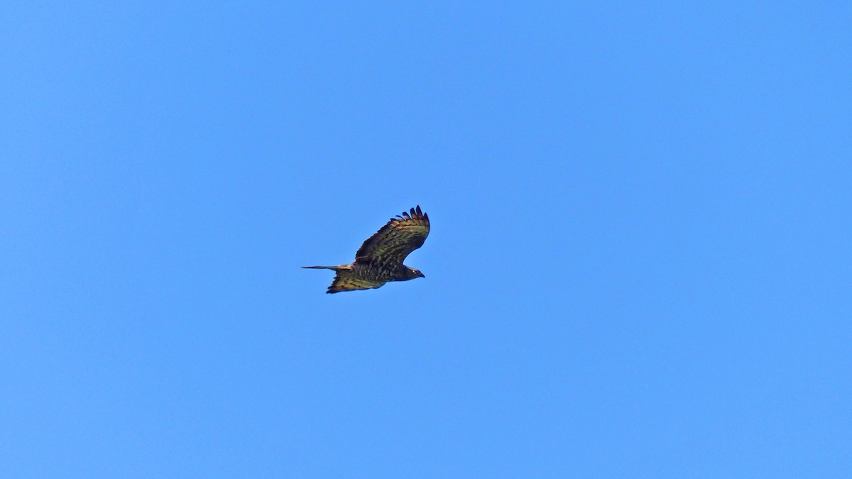 European Honey-buzzard - ML638276593