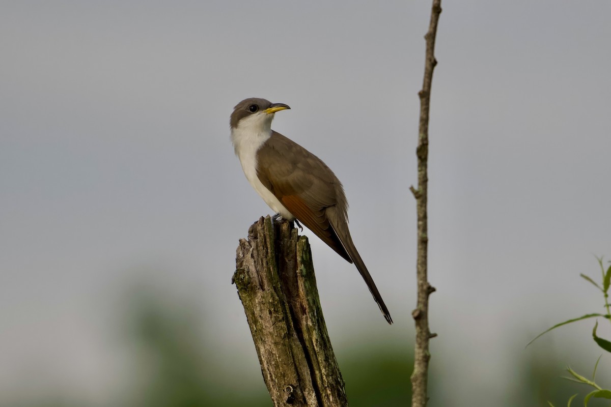 Yellow-billed Cuckoo - ML638276596