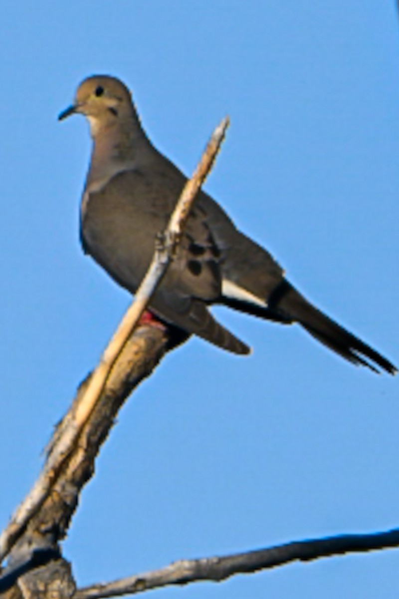 Mourning Dove - ML638276597