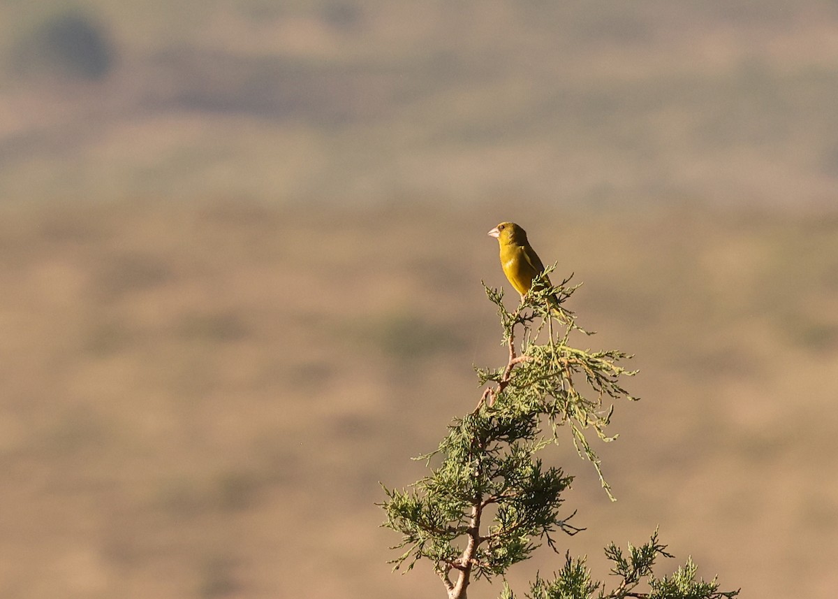 European Greenfinch - ML638276603