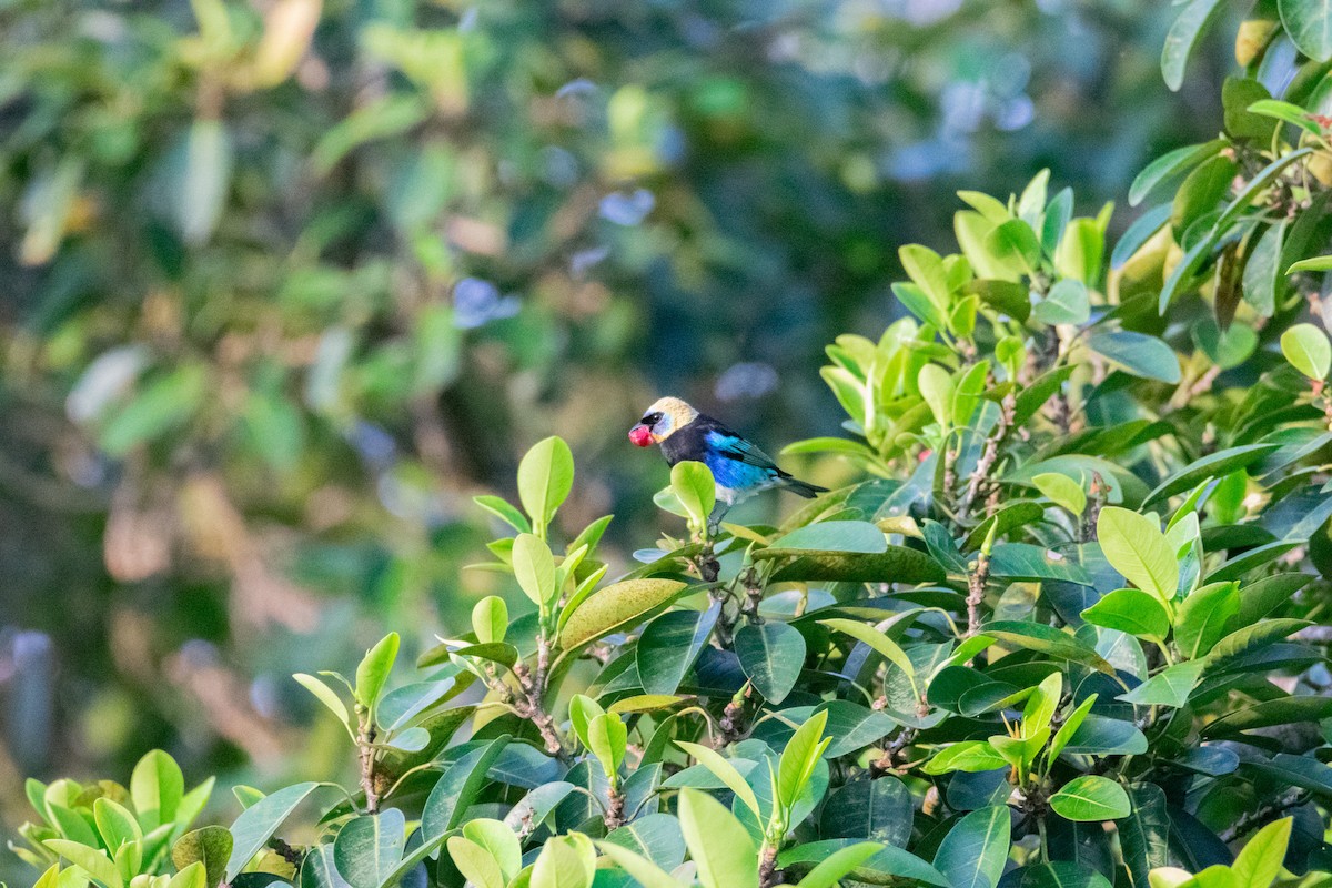 Golden-hooded Tanager - ML638276625