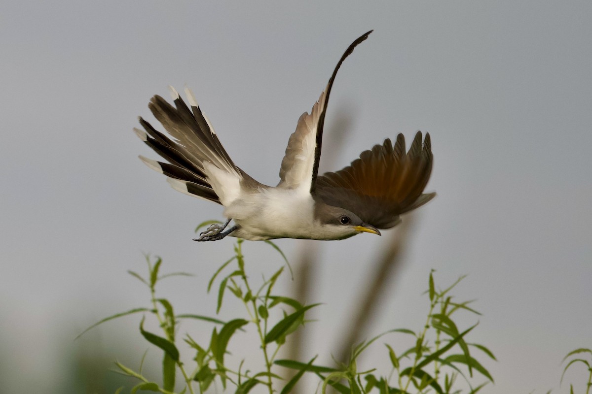 Yellow-billed Cuckoo - ML638276628
