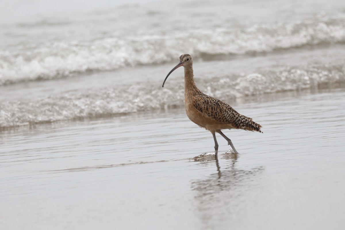 Long-billed Curlew - ML638276634