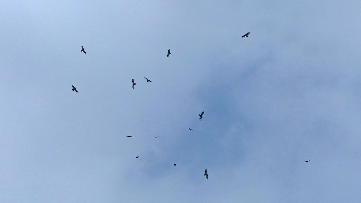 European Honey-buzzard - ML638276649
