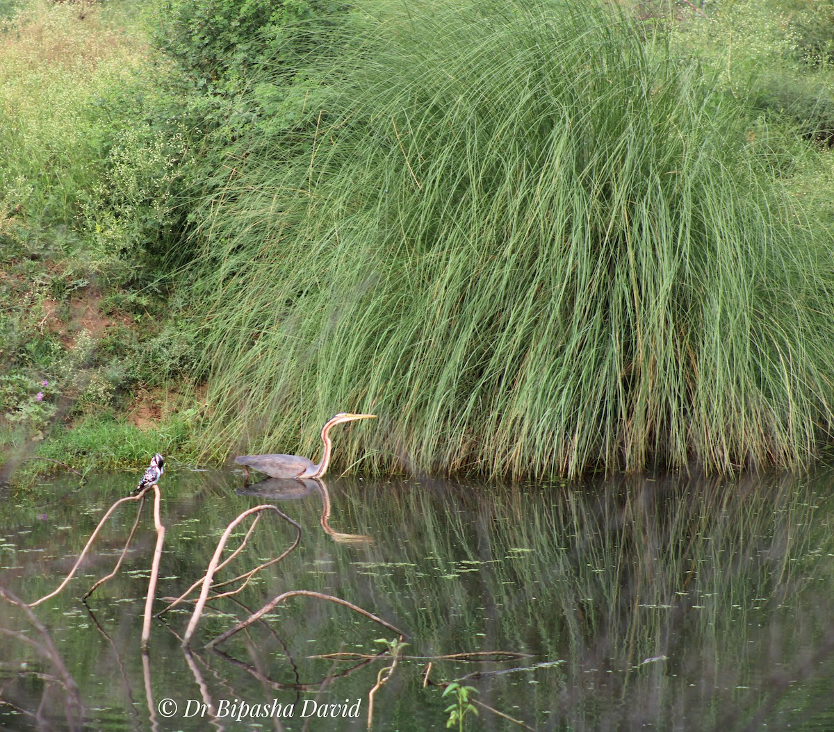 Purple Heron - ML638276652