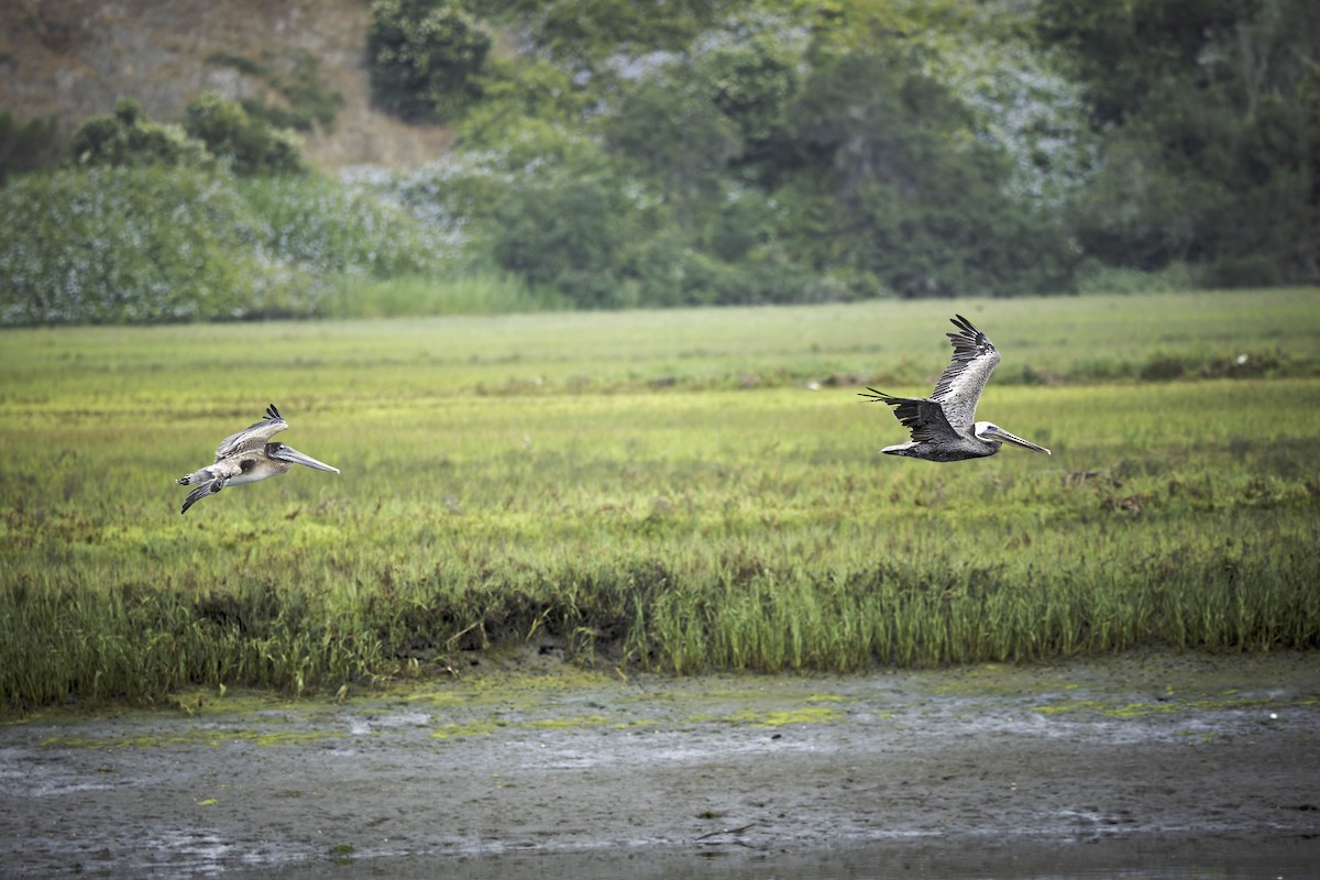 Brown Pelican - ML638276654