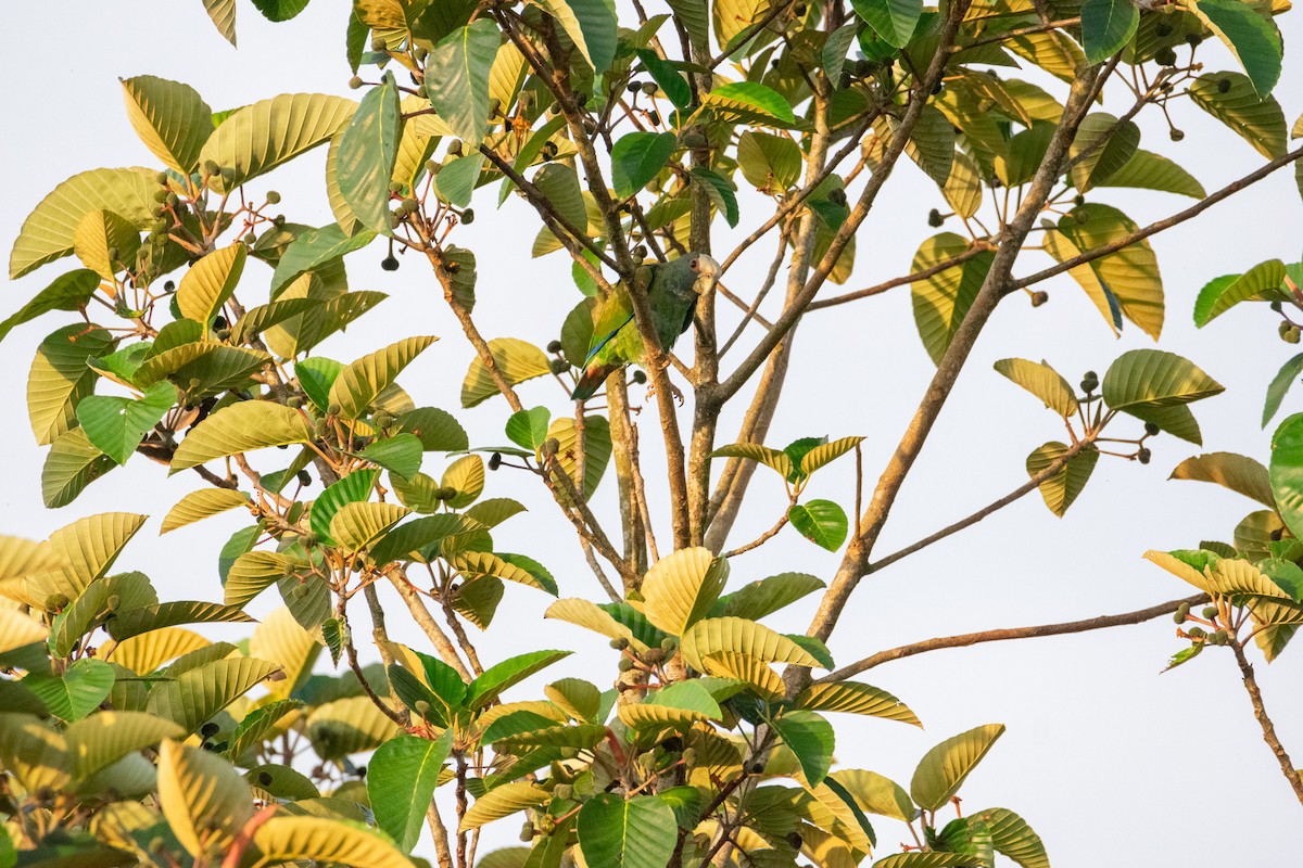 White-crowned Parrot - ML638276660