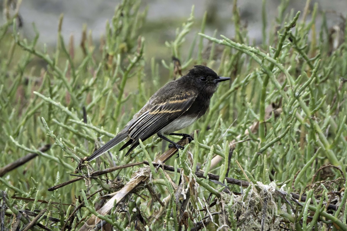 Black Phoebe - ML638276667