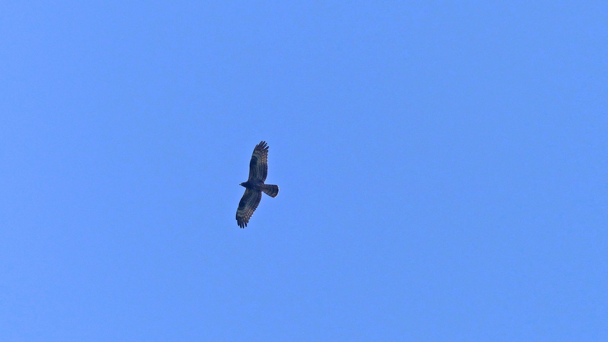 European Honey-buzzard - ML638276672