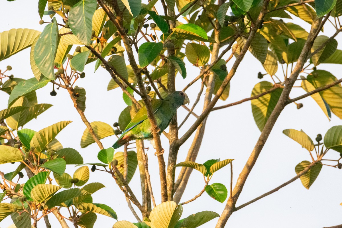 White-crowned Parrot - ML638276674