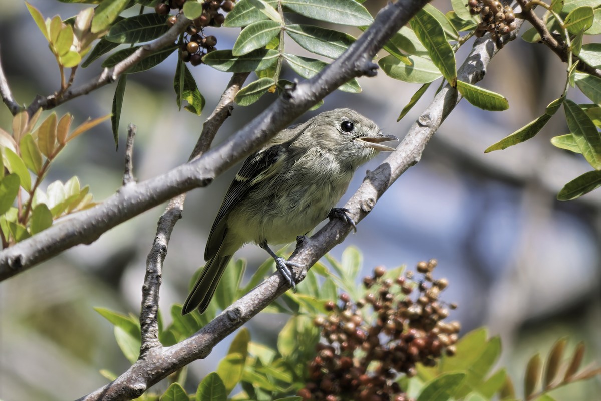 Hutton's Vireo - ML638276676