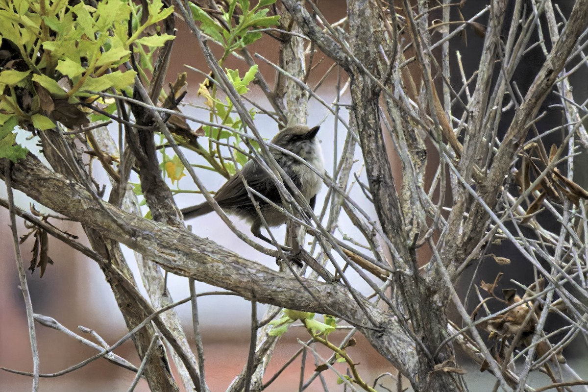Bushtit - ML638276709