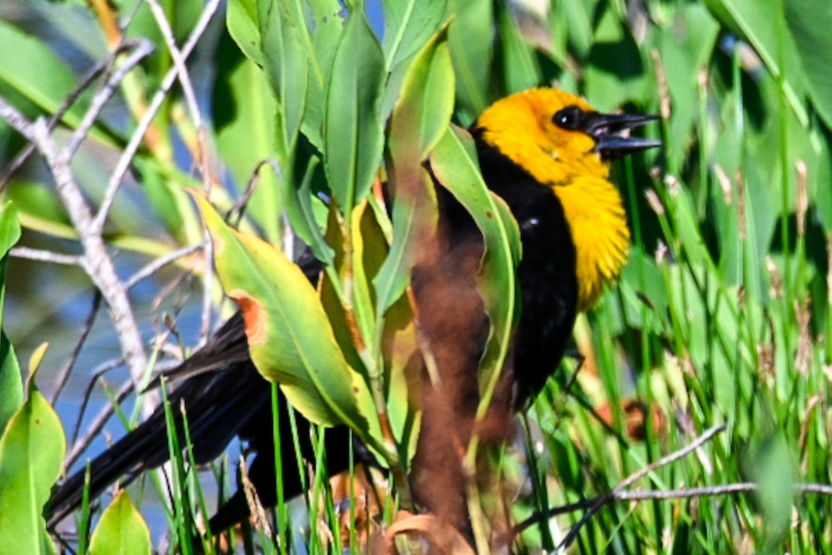 Yellow-headed Blackbird - ML638276717