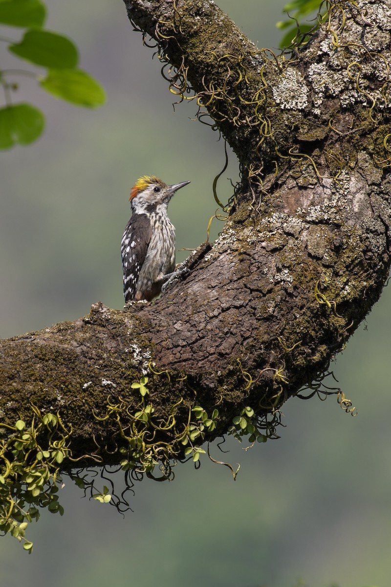 Brown-fronted Woodpecker - ML638276719