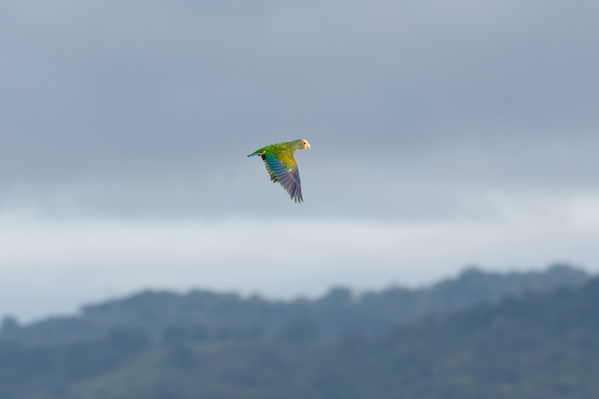 White-crowned Parrot - ML638276724