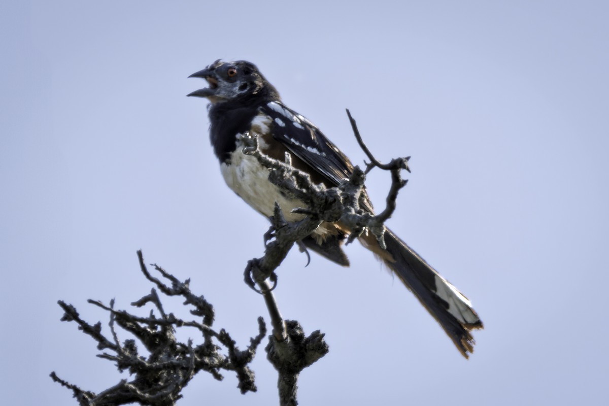 Spotted Towhee - ML638276742