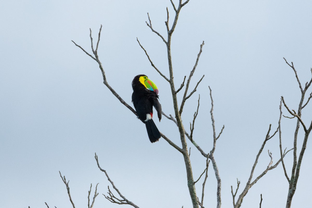 Keel-billed Toucan - ML638276753