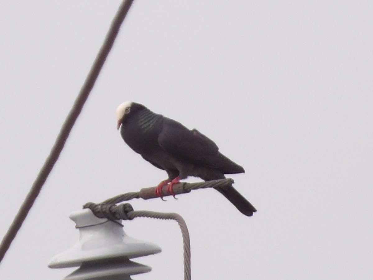 White-crowned Pigeon - ML638276757