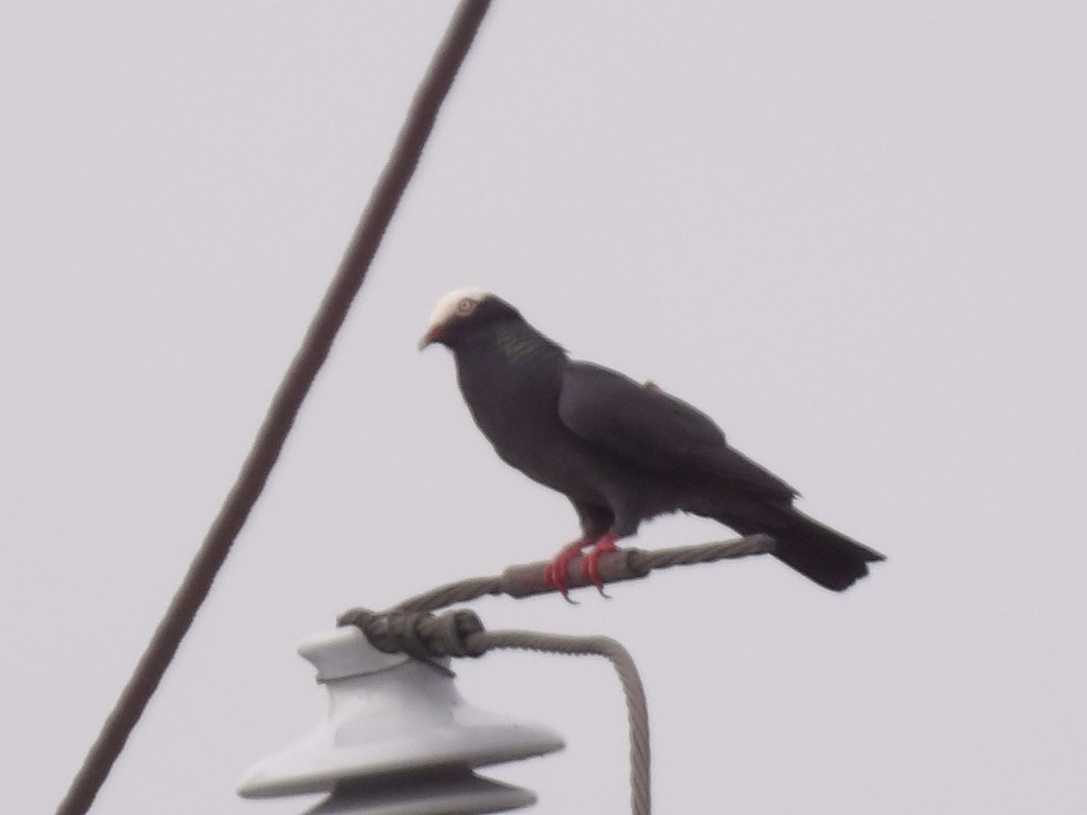 White-crowned Pigeon - ML638276758