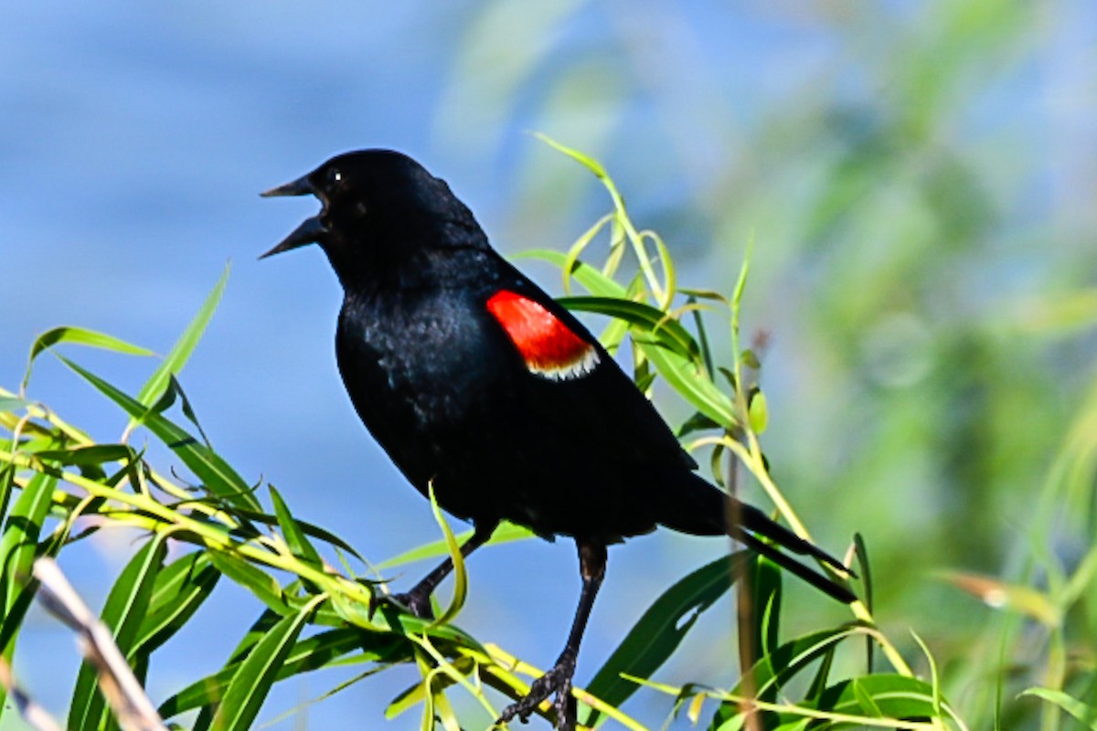 Red-winged Blackbird - ML638276779