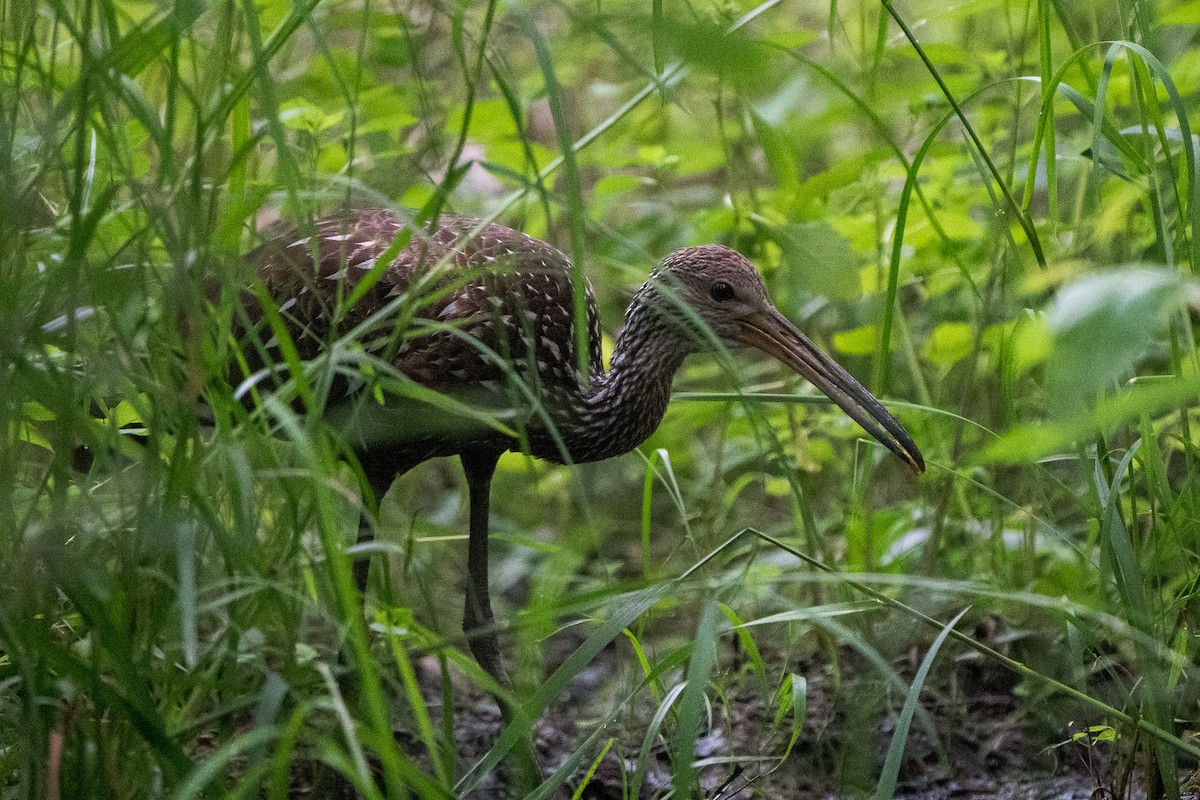 Limpkin - ML638276786