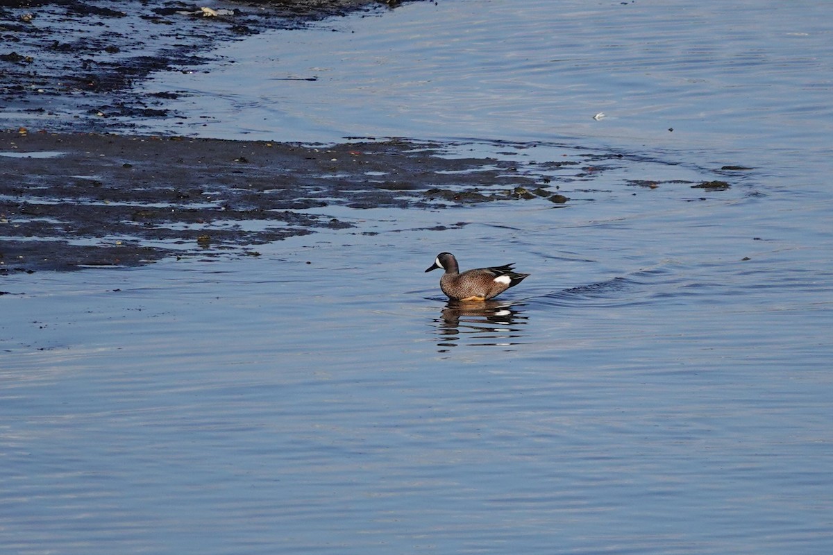 Blue-winged Teal - ML638276789