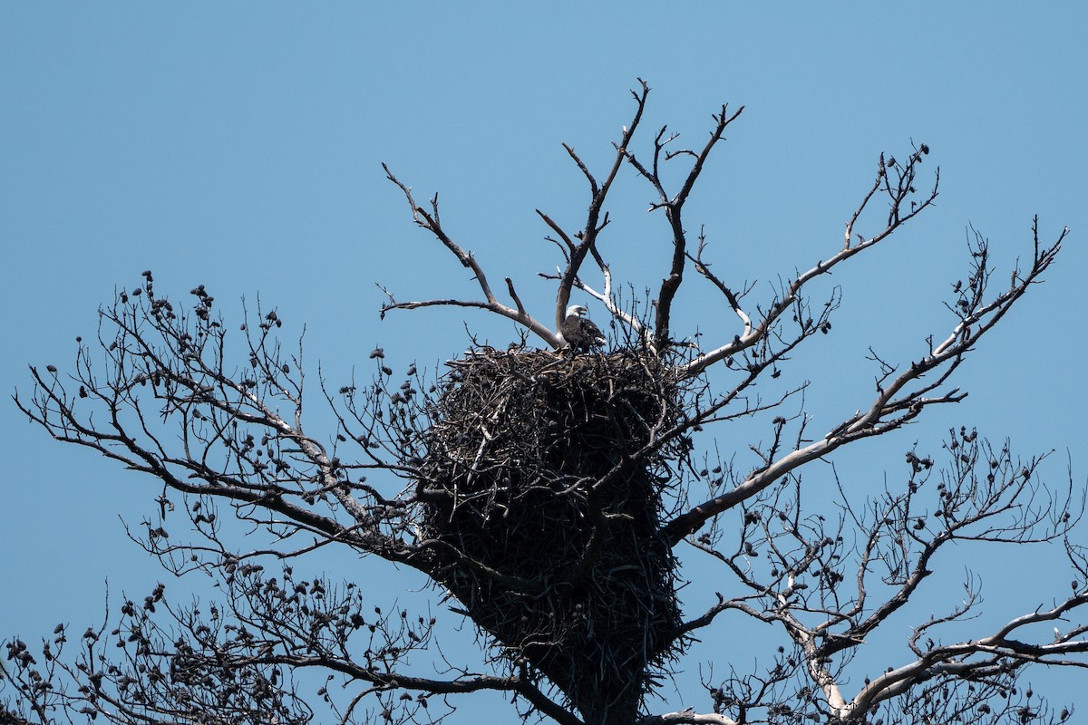 Weißkopf-Seeadler - ML638276790