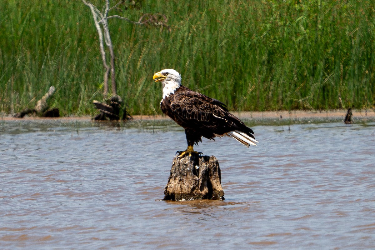 Weißkopf-Seeadler - ML638276791