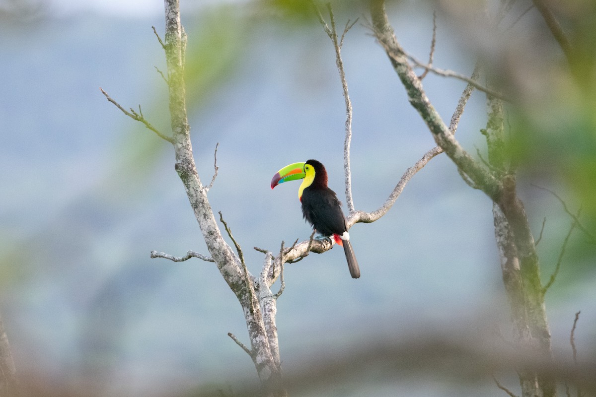 Keel-billed Toucan - ML638276801