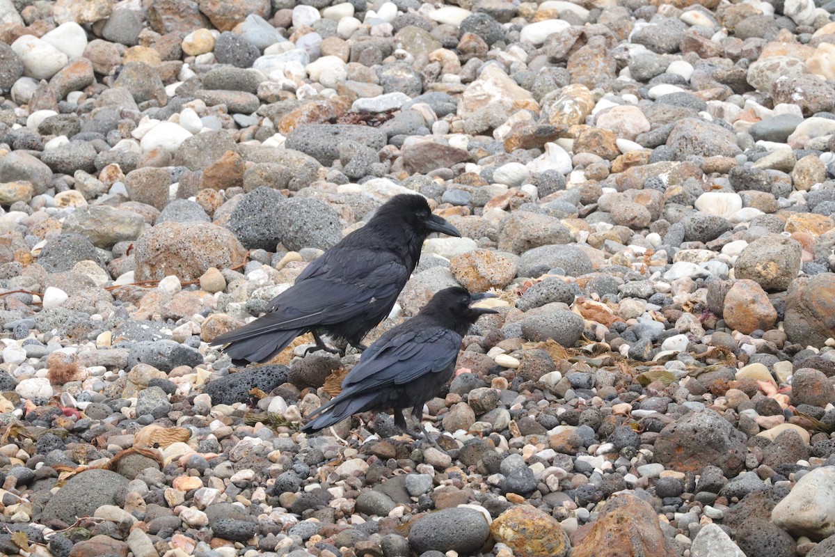 Common Raven - ML638276811