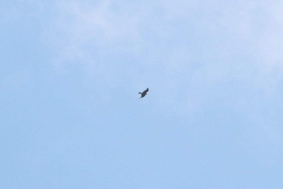 Red Kite - ML638276814