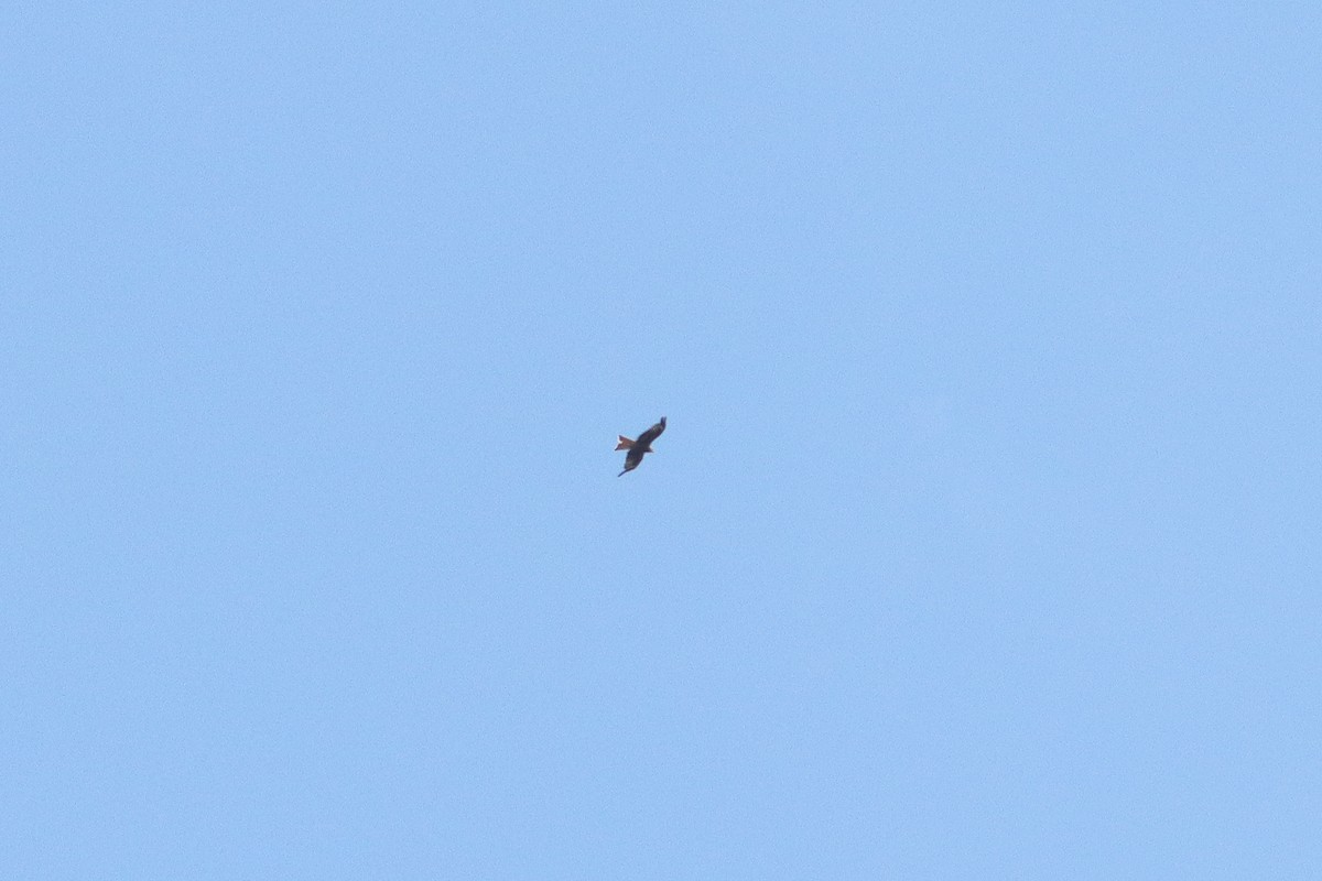 Red Kite - ML638276815