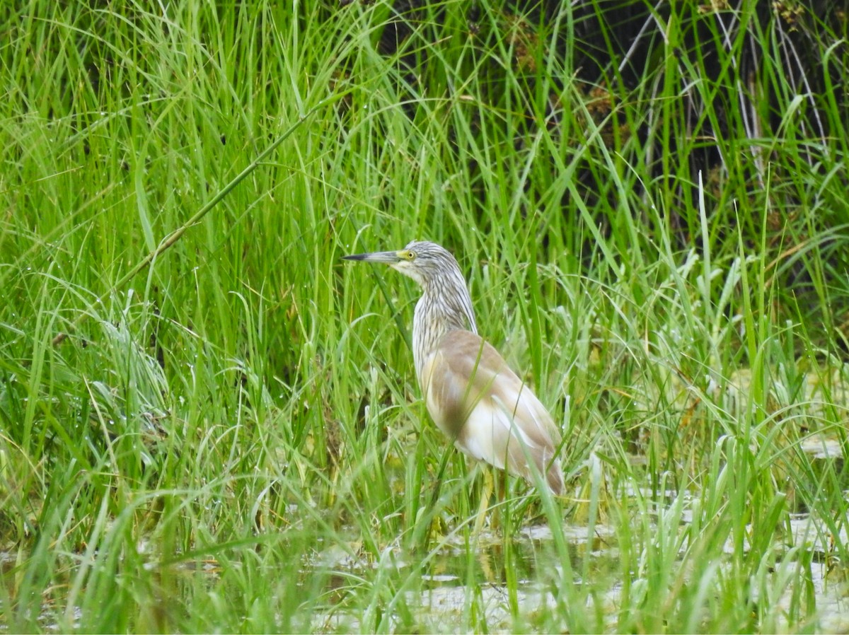 Squacco Heron - ML638276818