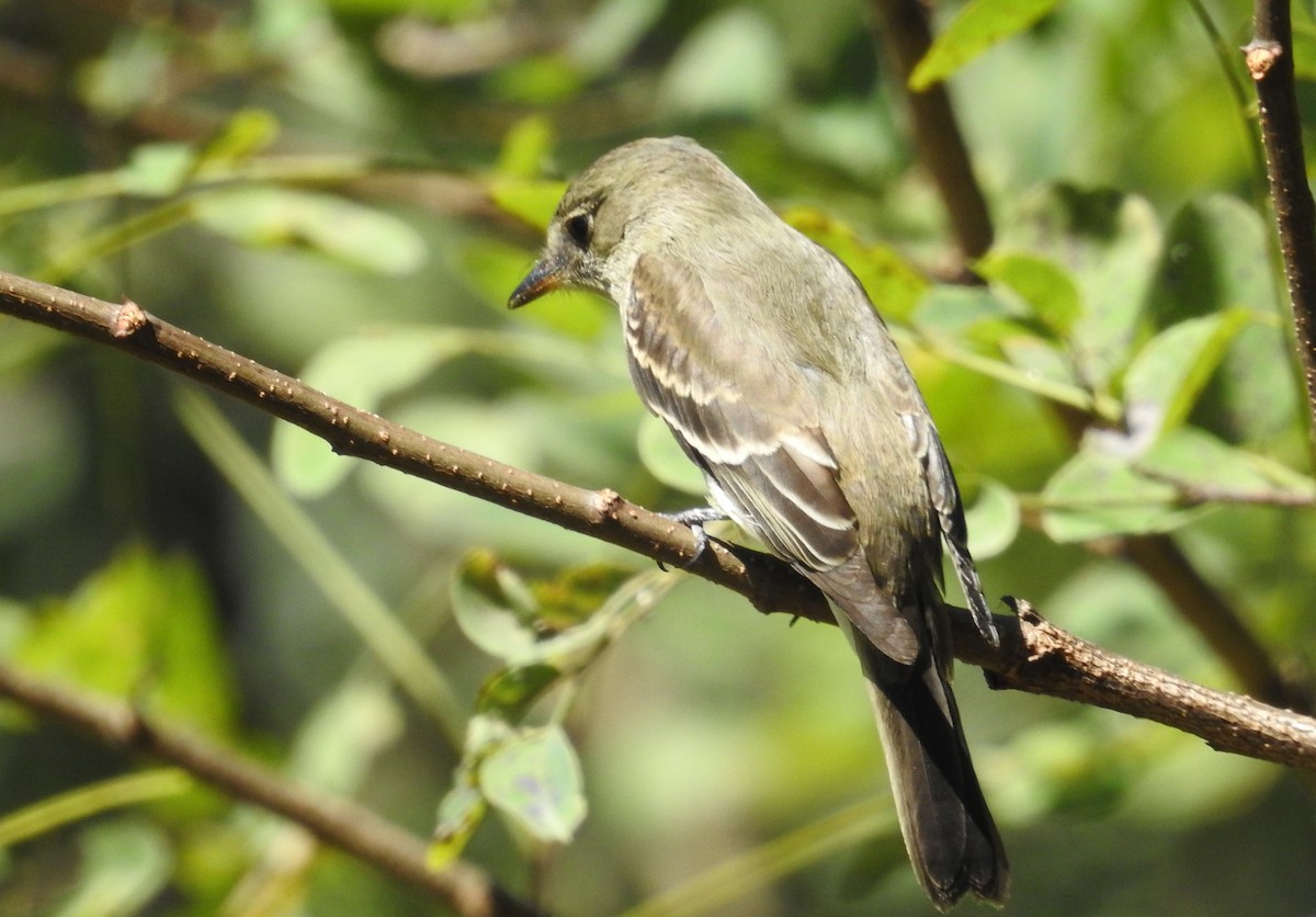 tyranovec východní - ML638276822