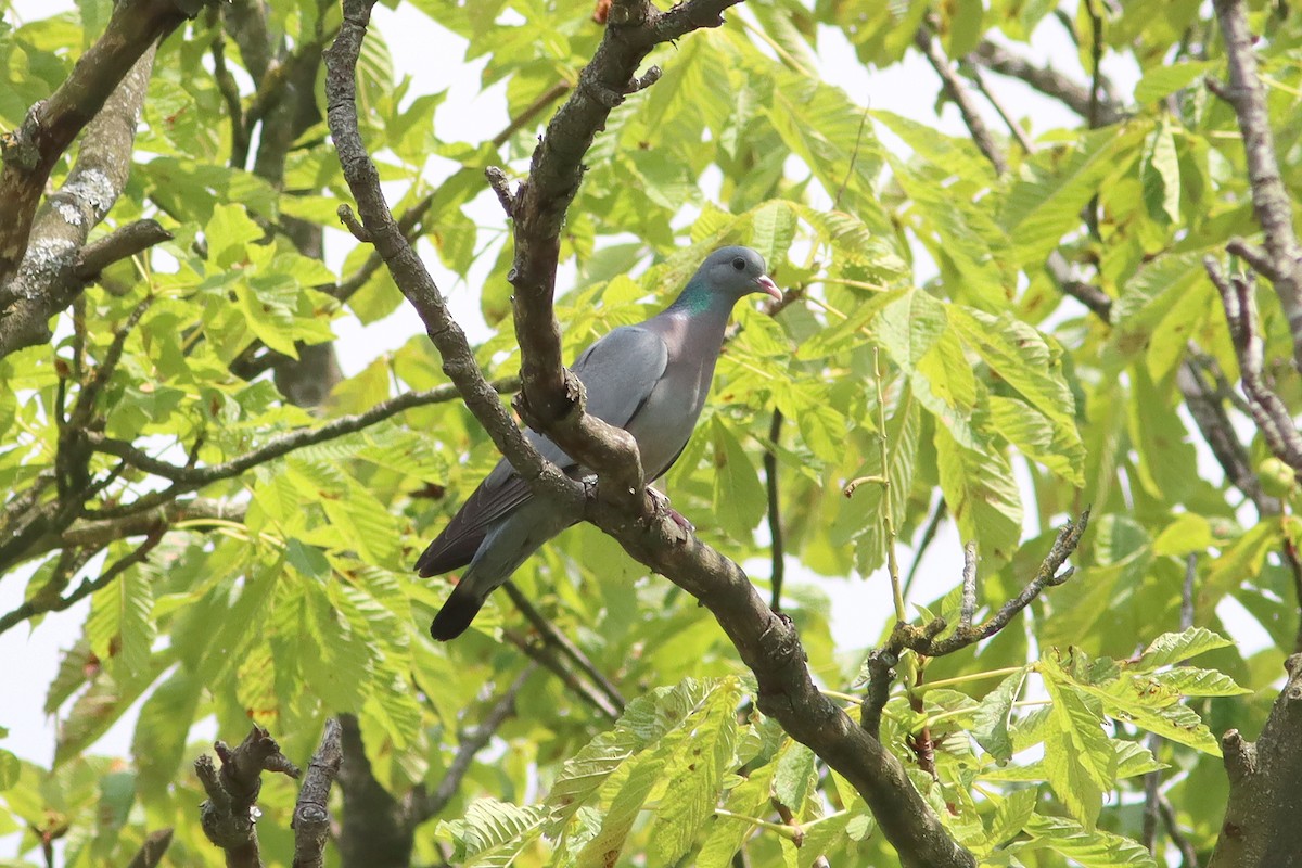 Stock Dove - ML638276828