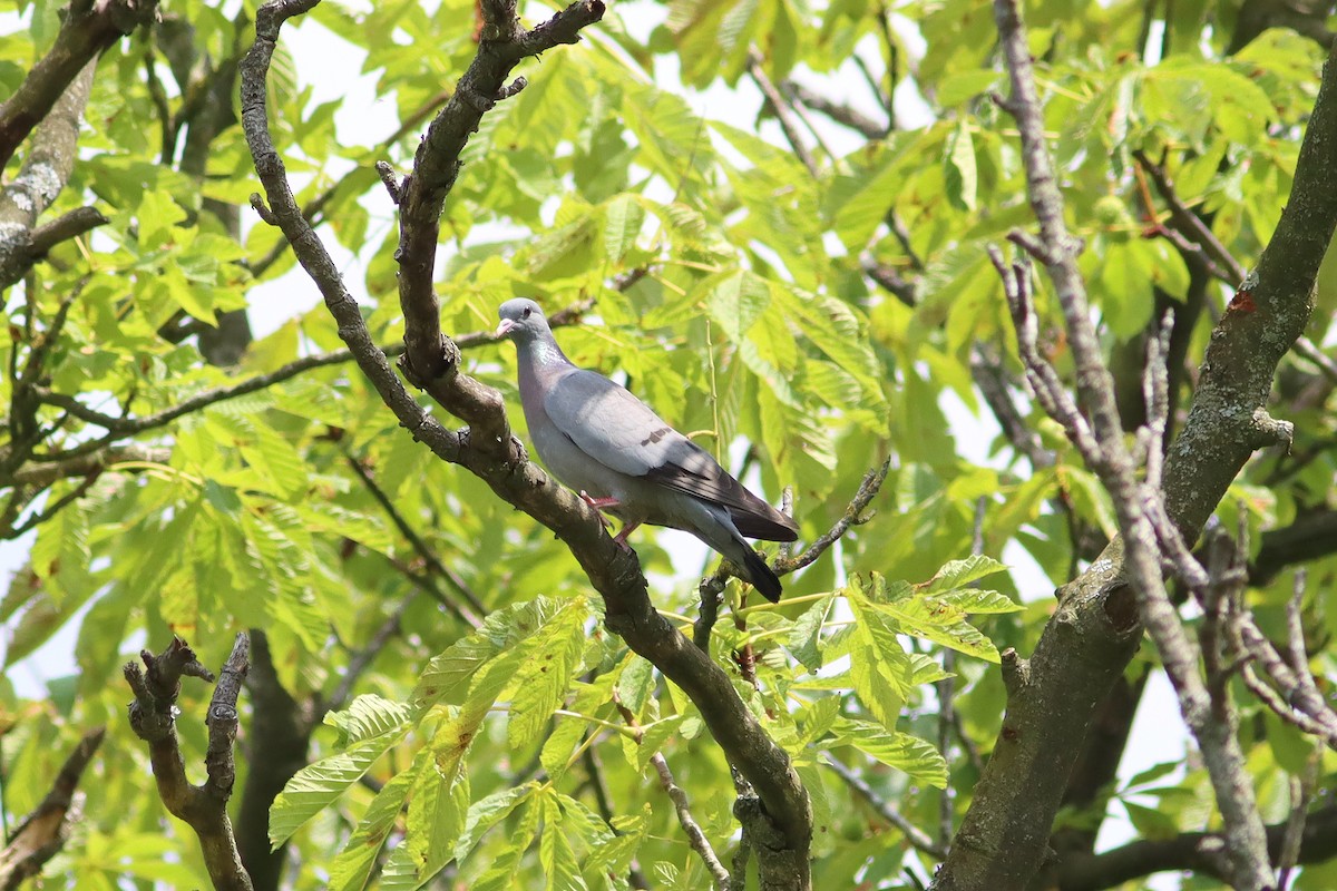 Stock Dove - ML638276829