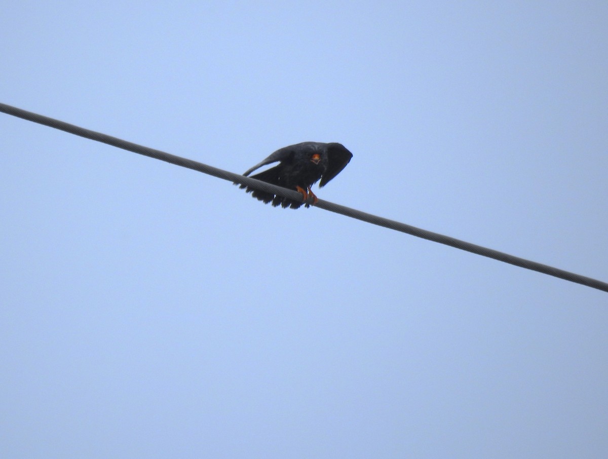 Red-footed Falcon - ML638276830