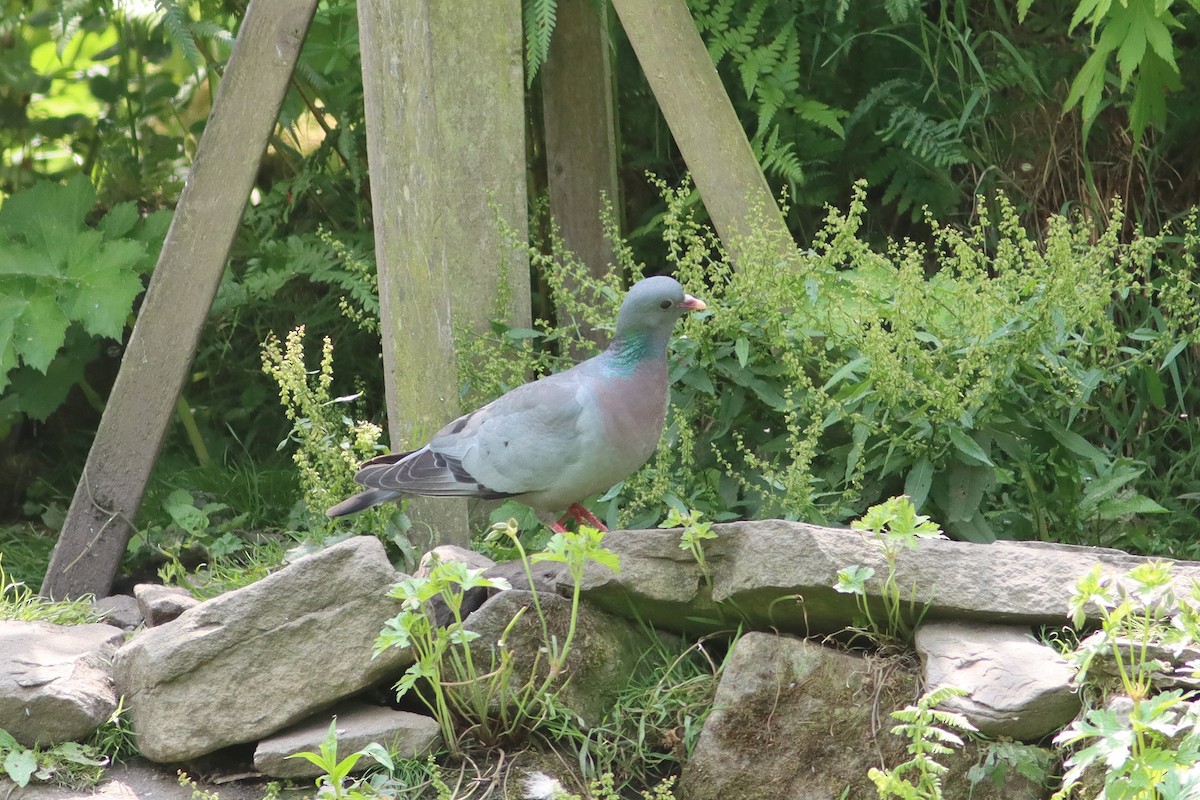 Stock Dove - ML638276831
