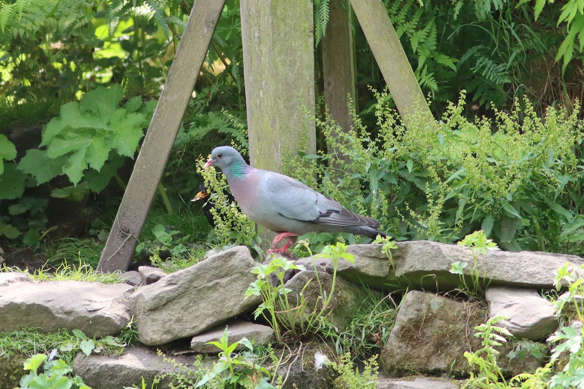 Stock Dove - ML638276832