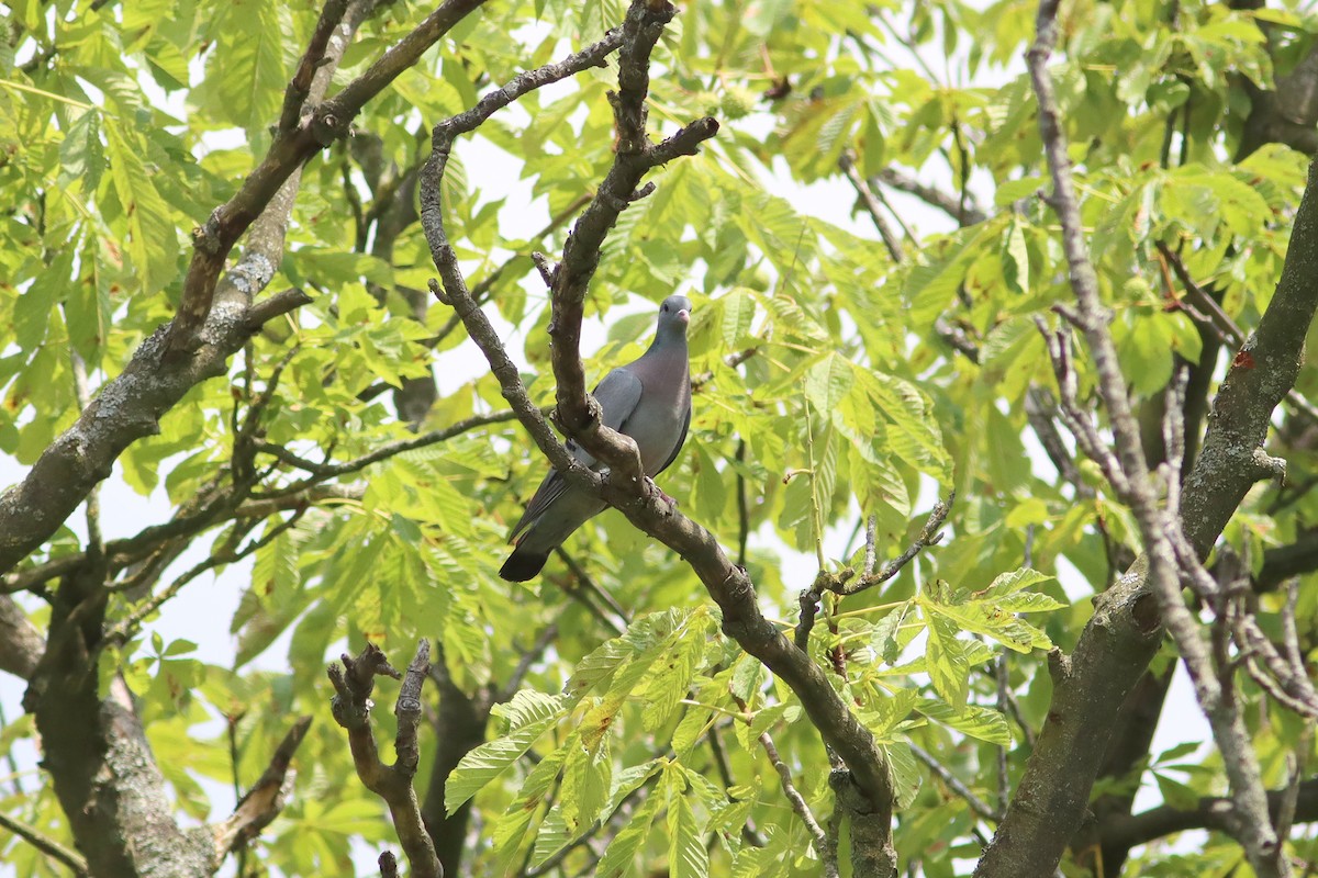 Stock Dove - ML638276833