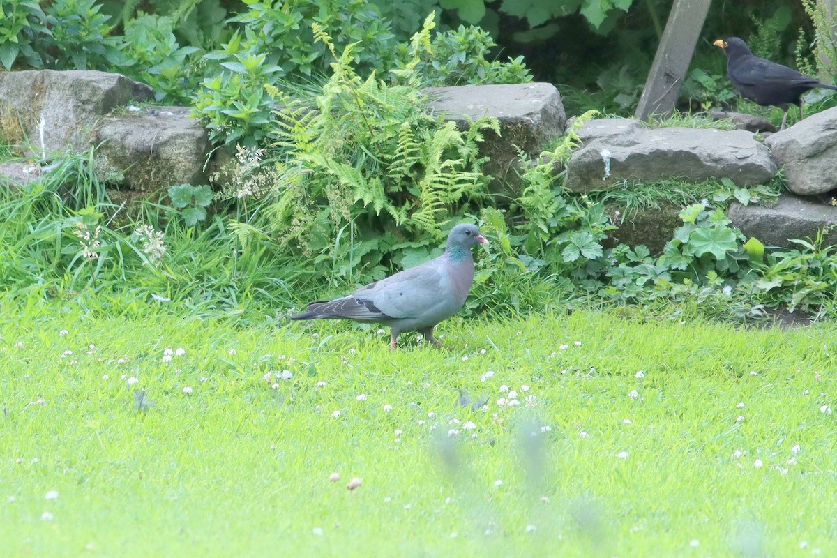 Stock Dove - ML638276834