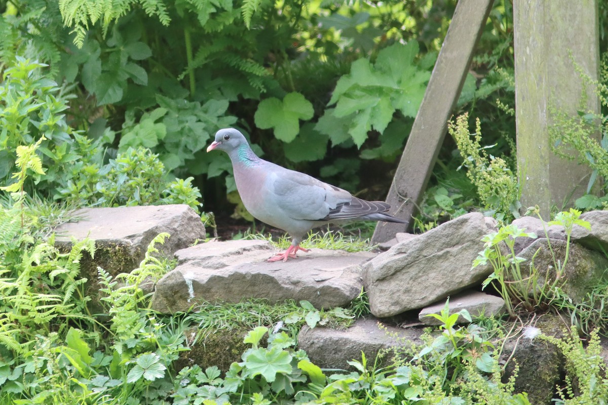 Stock Dove - ML638276835