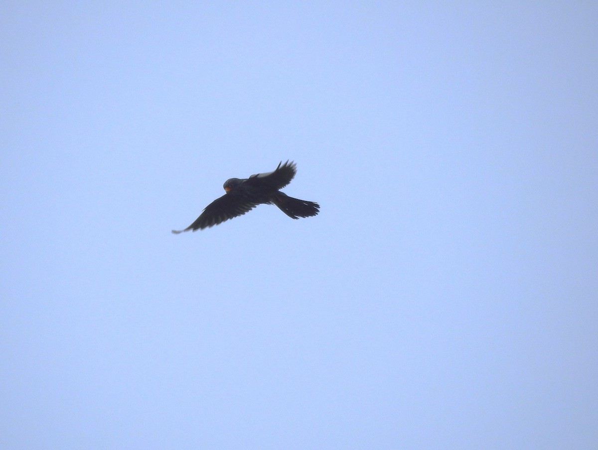 Red-footed Falcon - ML638276836