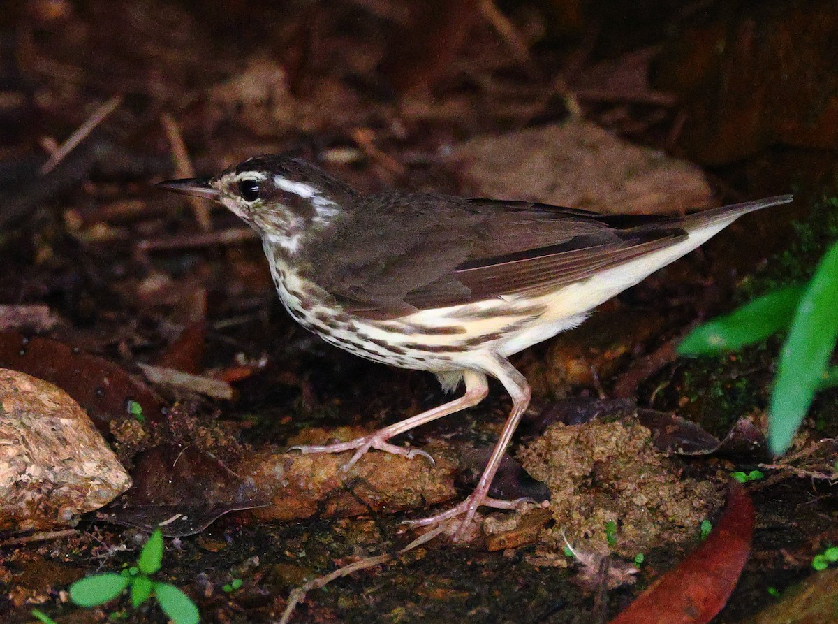 Louisiana Waterthrush - ML638276838